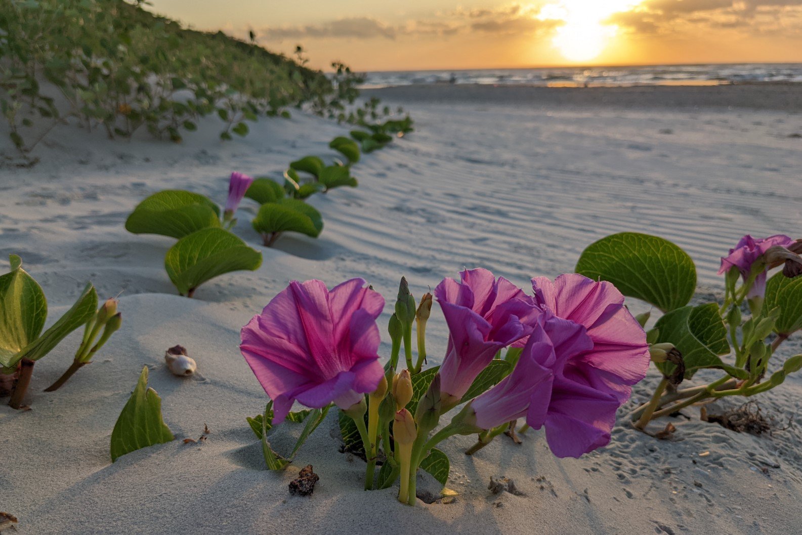 Padre-Island-National-Seashore-Texas