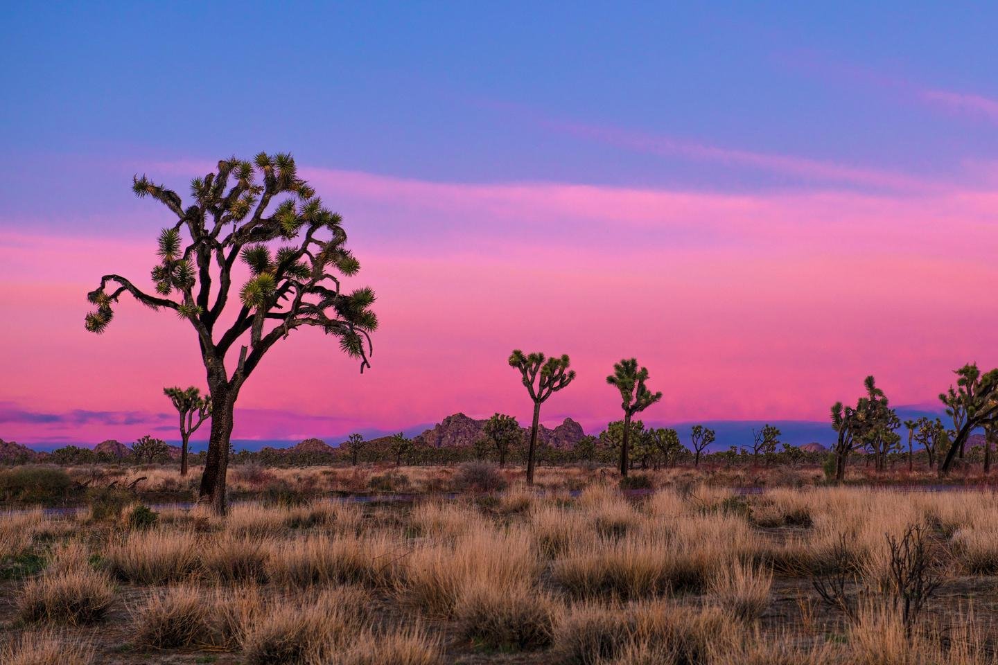 Joshua-Tree-National-Park